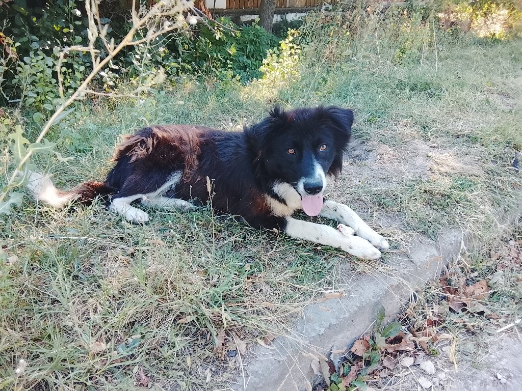 Fantastische pup zoekt forever home !, Dieren en Toebehoren, Honden | Niet-rashonden, Particulier, 15 weken tot 1 jaar, Buitenland