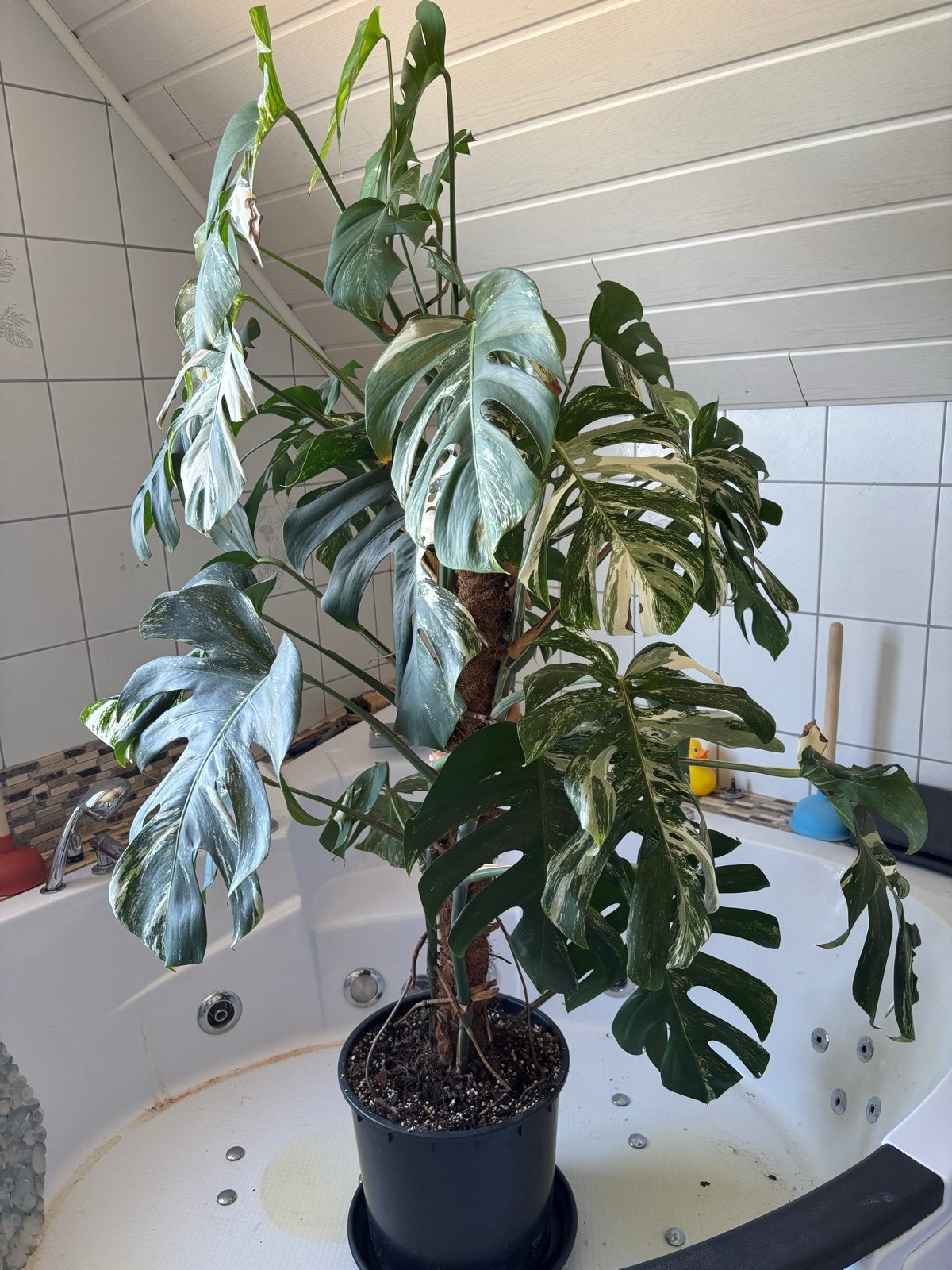 Monstera Variegata Albo 2 meter hoog, Ophalen, Volledige schaduw, Overige soorten, In pot