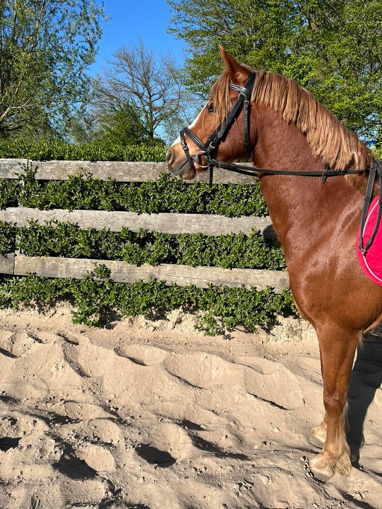 Knappe 8-jarige Welsh C pony met stamboom, Dieren en Toebehoren, Pony's, Ruin, C pony (1.27m tot 1.37m), Met stamboom, 7 tot 10 jaar