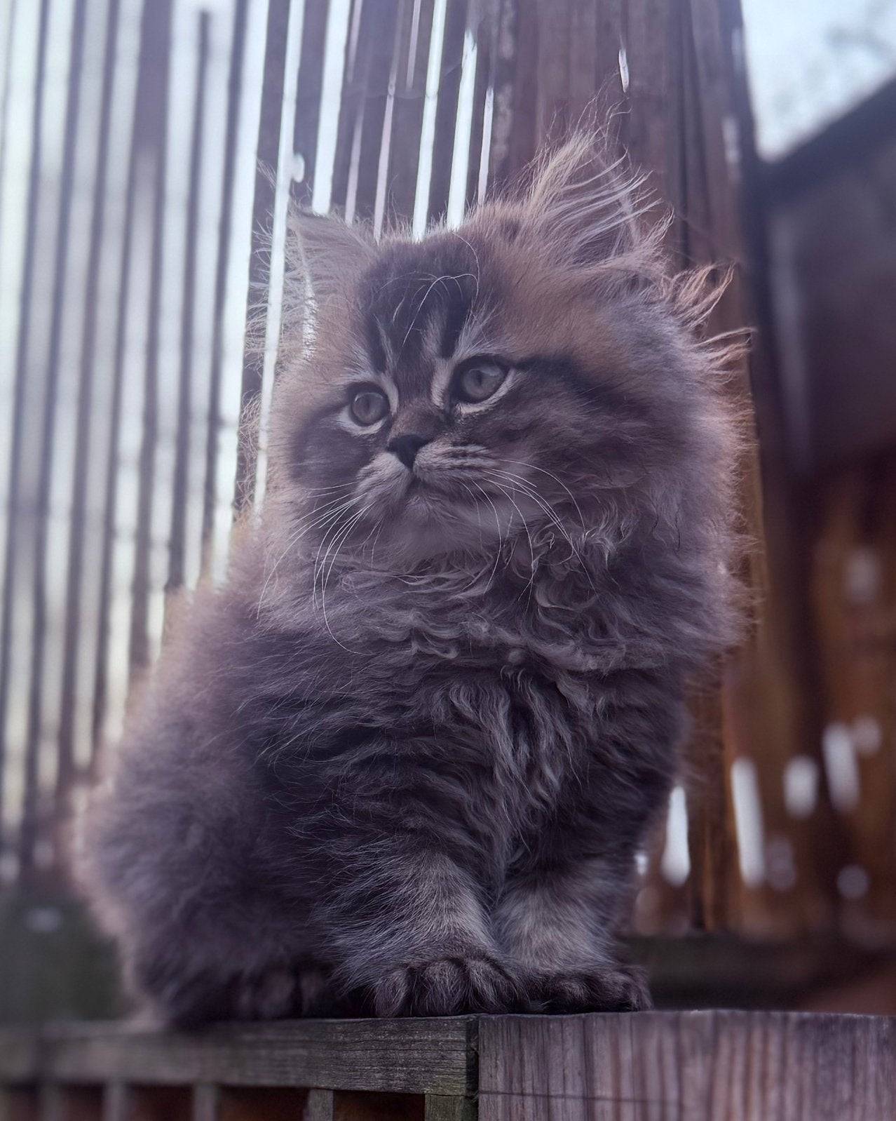 Brits Langhaar x kittens, Dieren en Toebehoren, Meerdere dieren, Gechipt