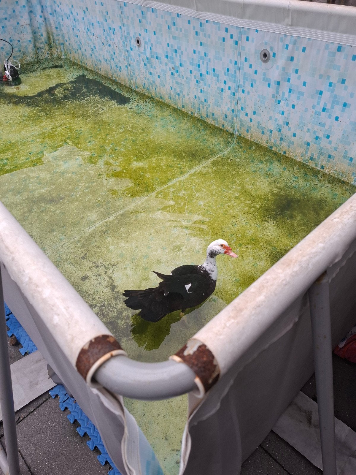 2 mooi tamme muskuseenden, Geslacht onbekend