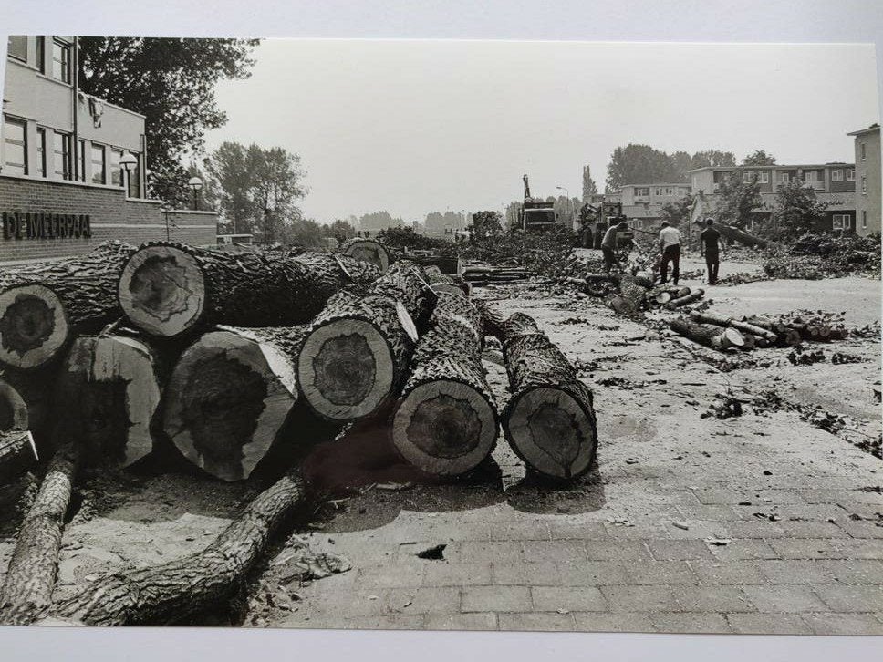 B540 Noordendijk De Meerpaal Bomen Kappen 23x15, Ophalen of Verzenden, Voor 1940, Gebruikt, Overige onderwerpen