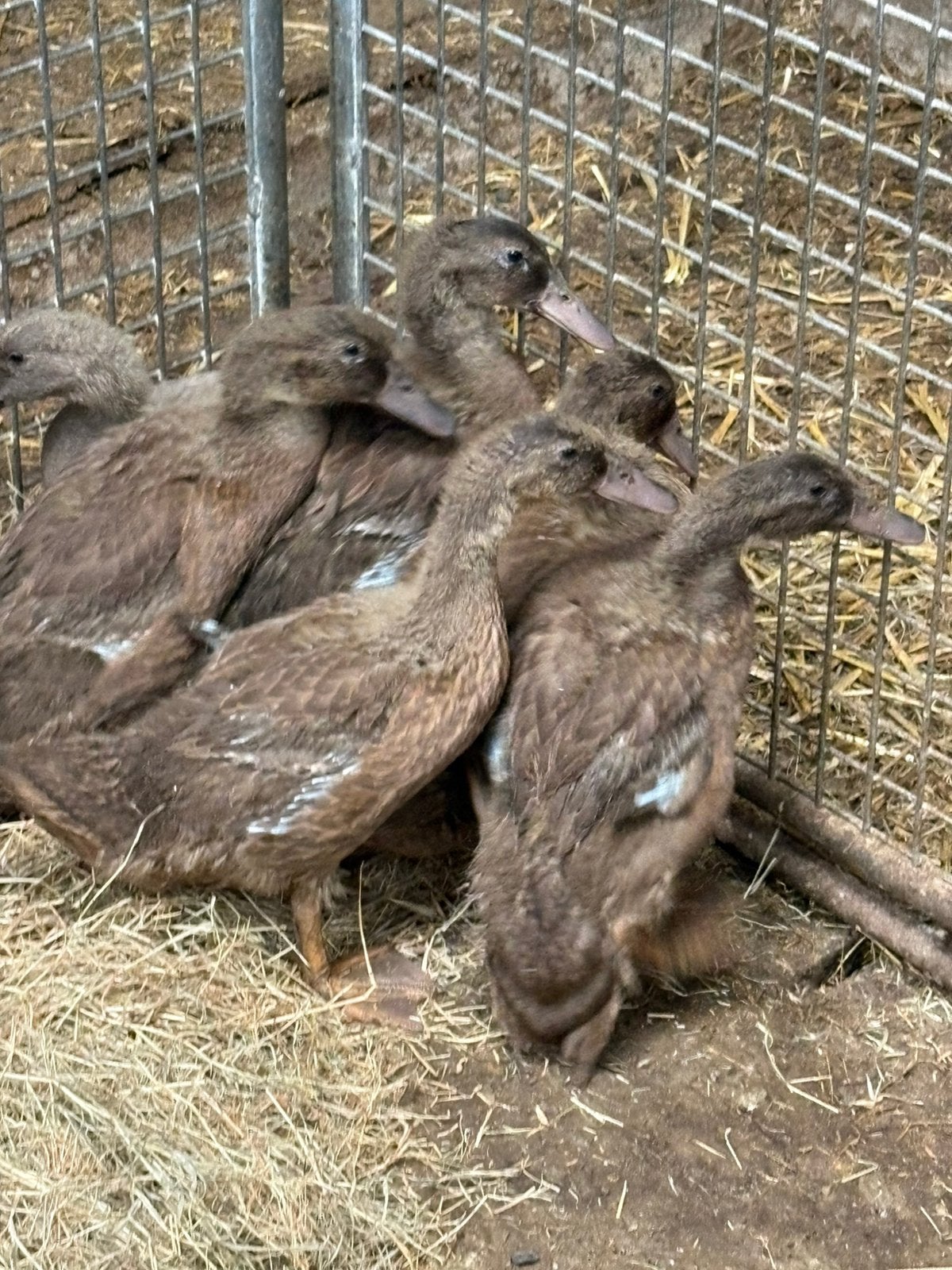 Tk 6 jonge khaki cambell eenden, Meerdere dieren, Eend