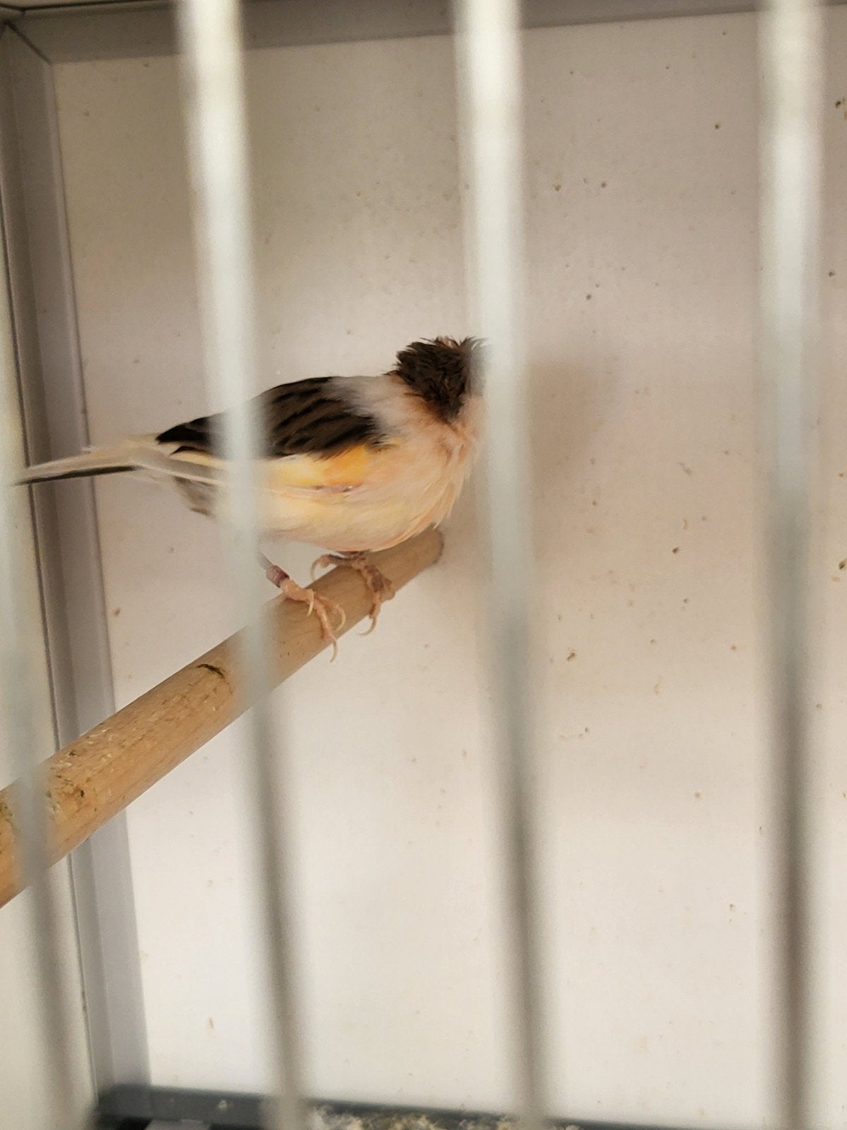 Harlekijn kanaries koppel, Meerdere dieren, Kleurkanarie