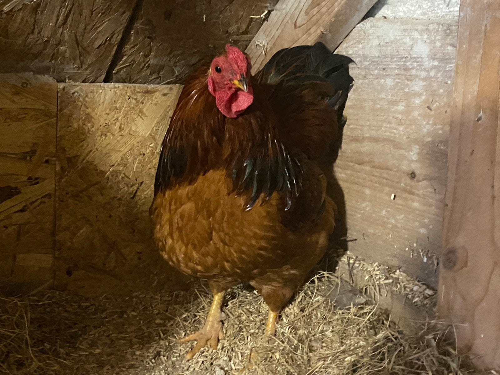 Wyandotte haan, Dieren en Toebehoren, Mannelijk, Kip