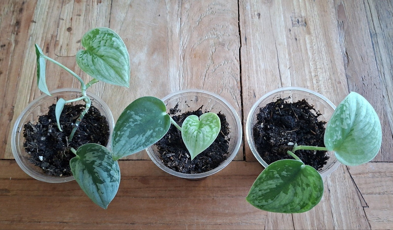 Scindapsus Silvery Ann, Groene kamerplant, Ophalen of Verzenden, Halfschaduw, Minder dan 100 cm