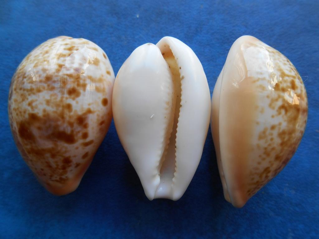 Schelpen: Cypraea achatidea inopinata Schilder f++/g 34-39mm, Verzenden, Schelp(en)