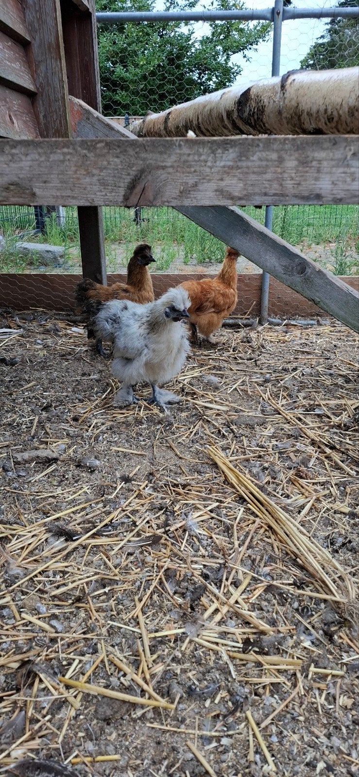 zijdehoen kriel hanen, Dieren en Toebehoren, Pluimvee, Mannelijk, Kip