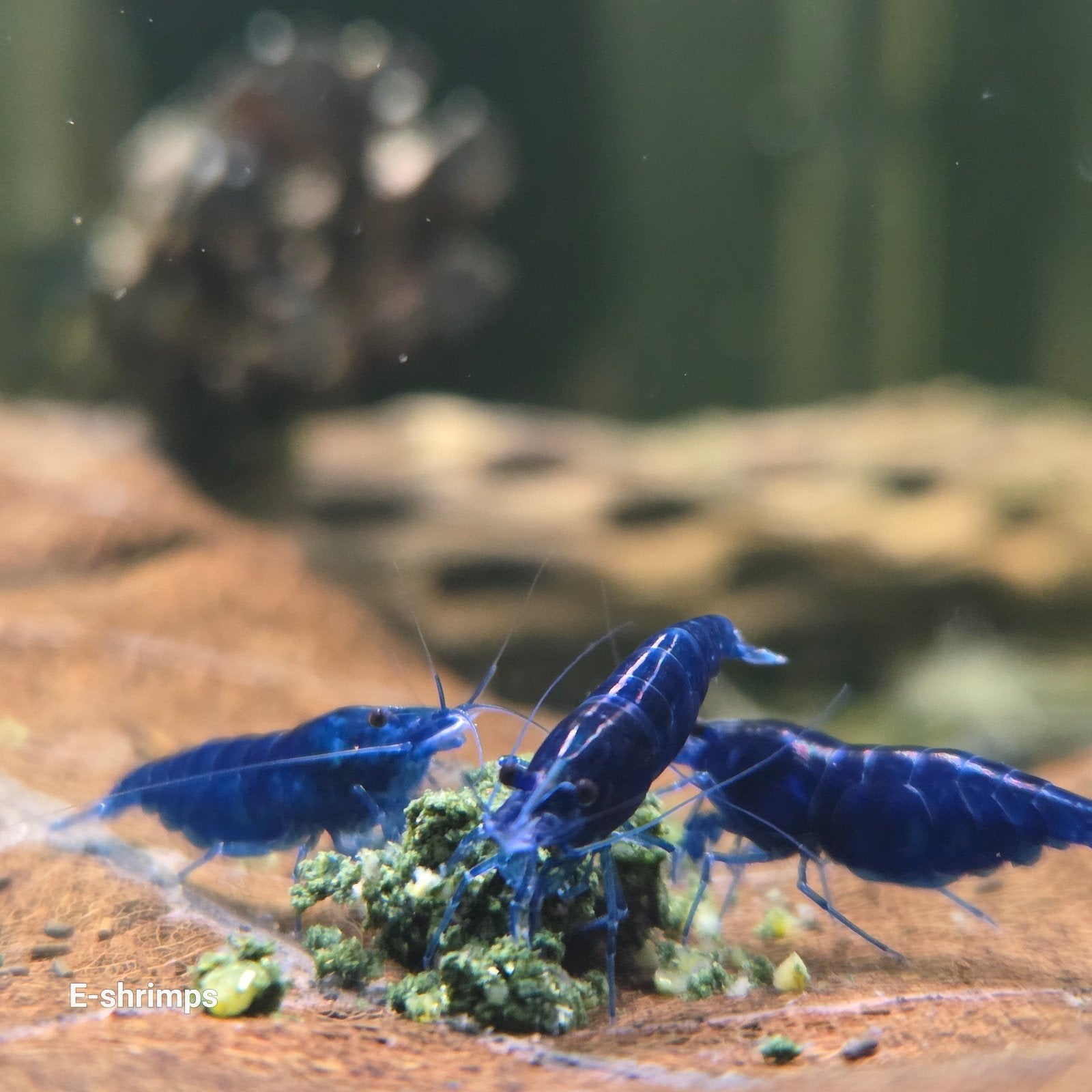 ☑️Blauwe | Blue Dream Neocaridina-garnalen / in kweek, Dieren en Toebehoren, Vissen | Aquariumvissen, Kreeft, Krab of Garnaal
