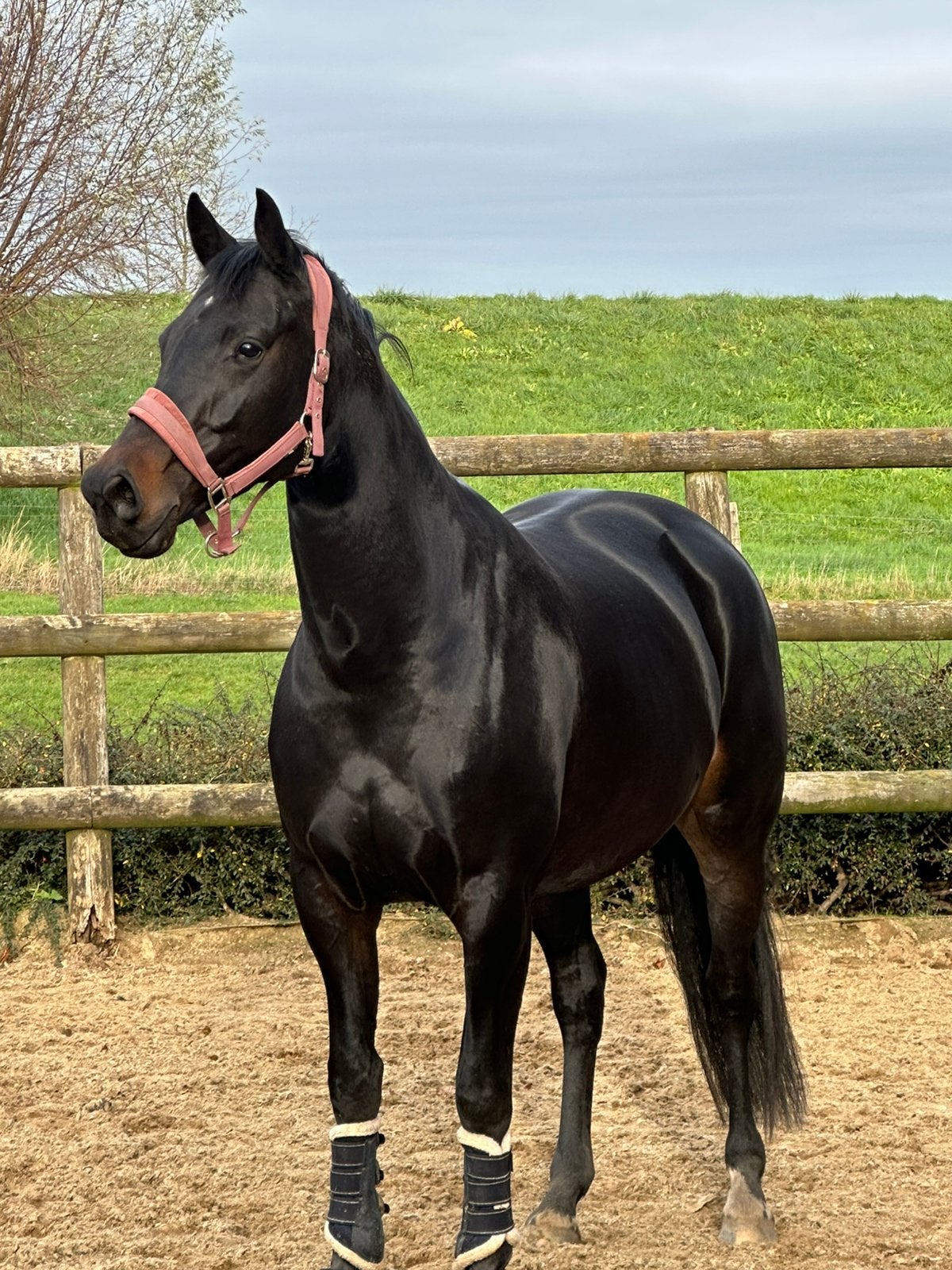 Mooie Le Formidable merrie te koop !!!, Merrie, Met stamboom, Dressuurpaard, 3 tot 6 jaar
