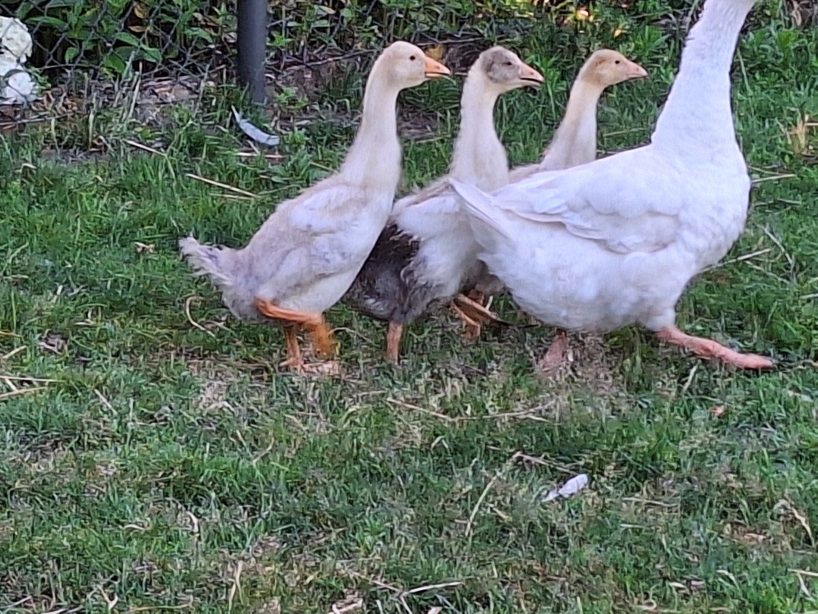 3 ganzen ruim 2 maanden, Dieren en Toebehoren, Pluimvee, Meerdere dieren, Gans of Zwaan