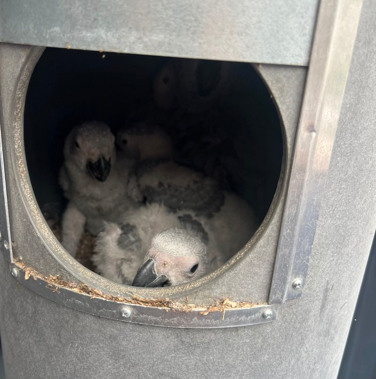Tamme Grijsroodstaarten Baby te Rezerveren, Dieren en Toebehoren, Geslacht onbekend, Papegaai, Pratend