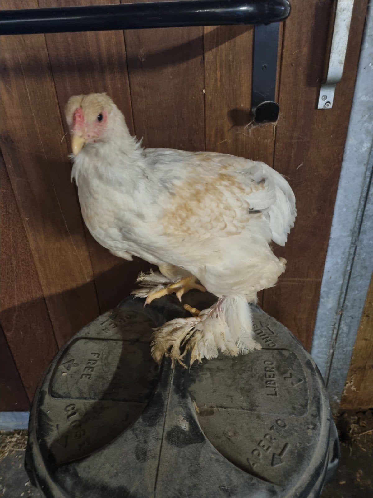 Brahma buff-wit 4 hennen + haan, Dieren en Toebehoren, Meerdere dieren, Kip