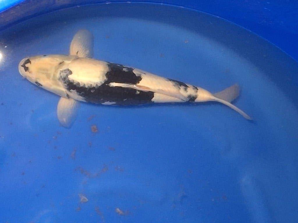 koi schitterende shiro - utsuri 45 cm groot mooi wit - zwart, Karper of Koi