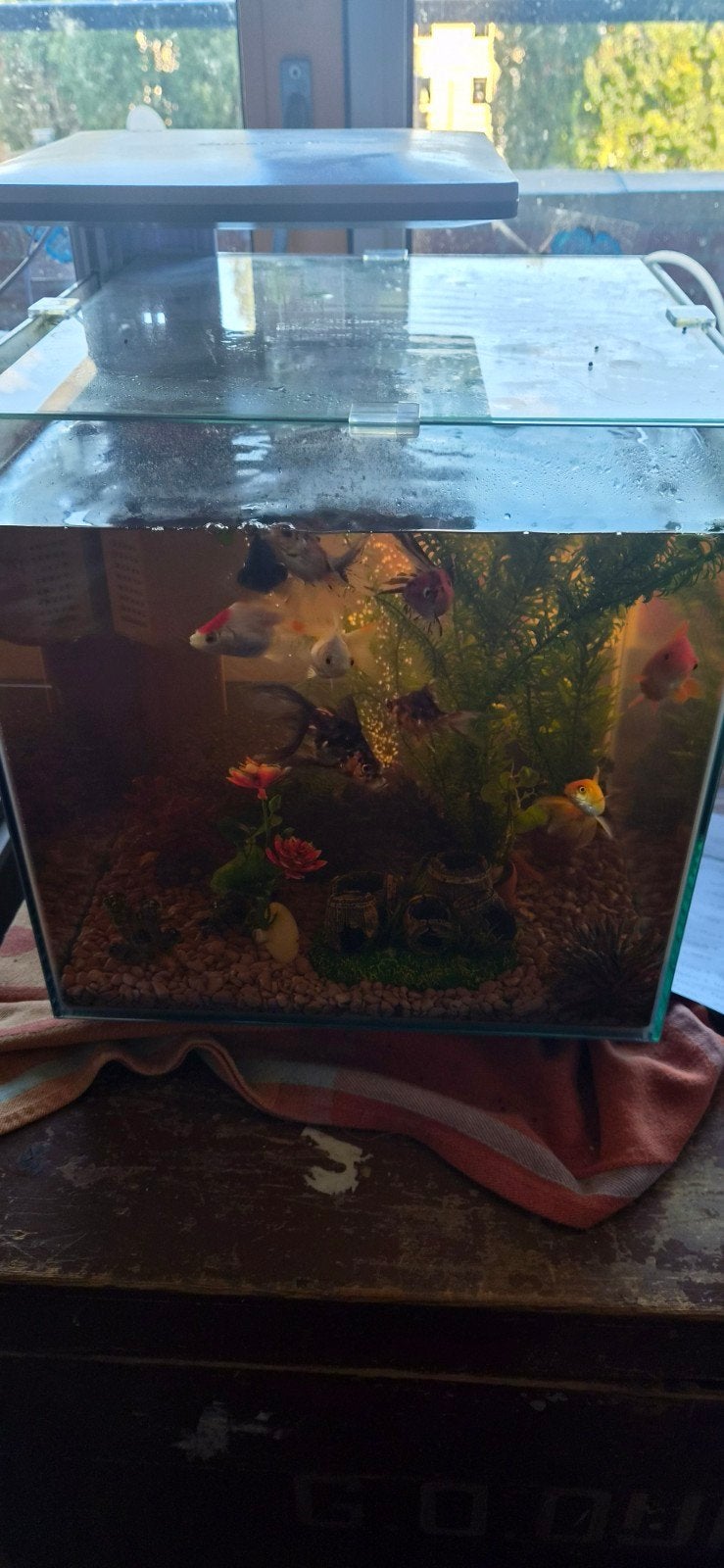 Aquarium met vissen, Dieren en Toebehoren, Ophalen, Inclusief toebehoren, Zo goed als nieuw, Aquariummeubel