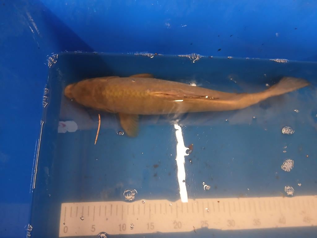 Mooie Licht bruine koi 45cm, Dieren en Toebehoren, Vissen | Vijvervissen, Karper of Koi