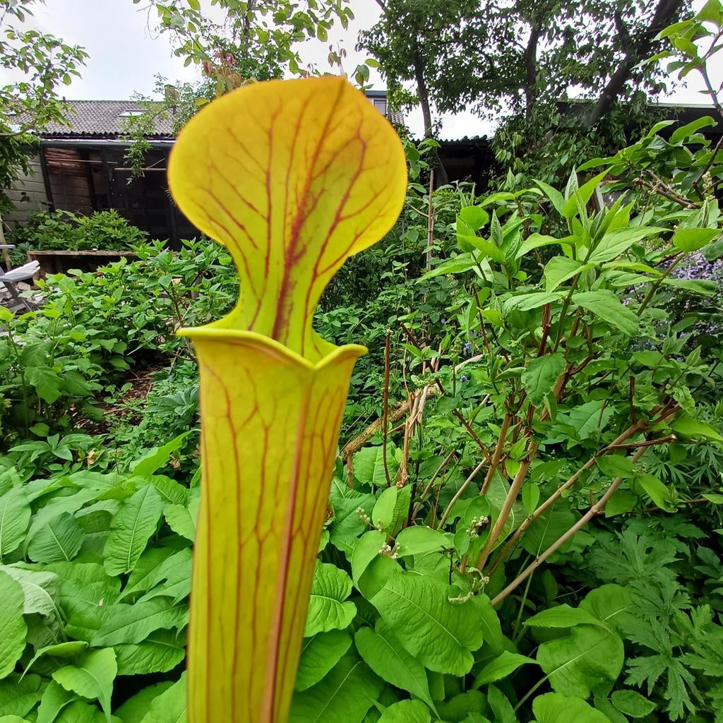 Sarracenia (insecten etende moerasplant), Tuin en Terras, Ophalen, Volle zon