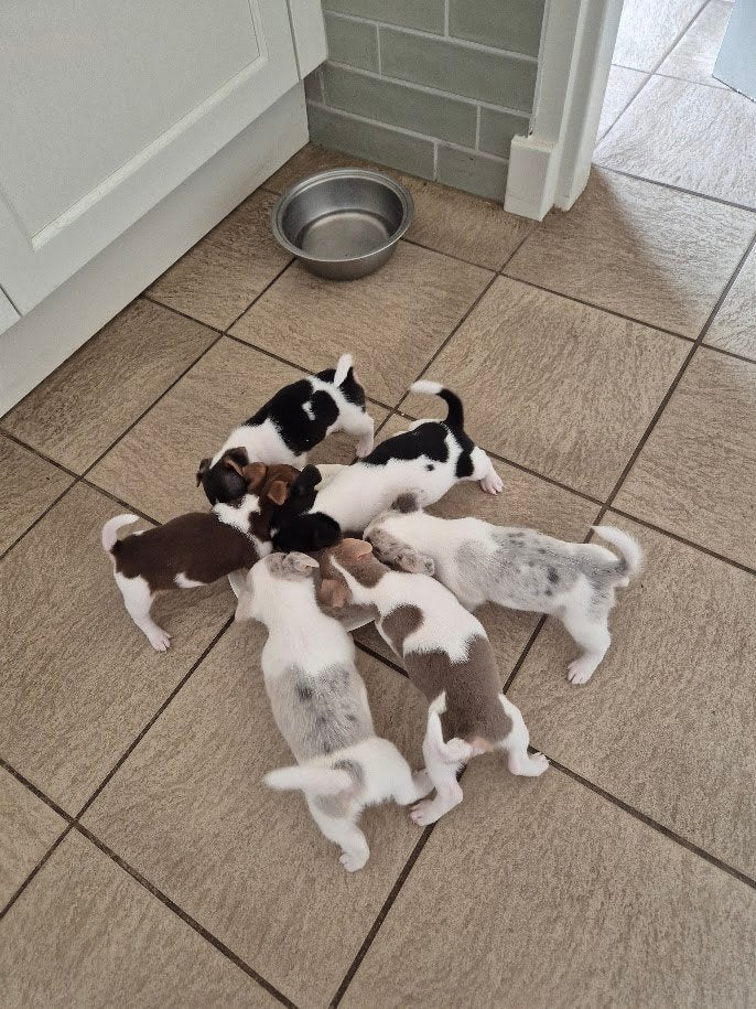 Bijzonder mooie Jack Russel pups (Merle, lilac en tricolor), Dieren en Toebehoren, Jack Russell Terriër, 8 tot 15 weken, Meerdere