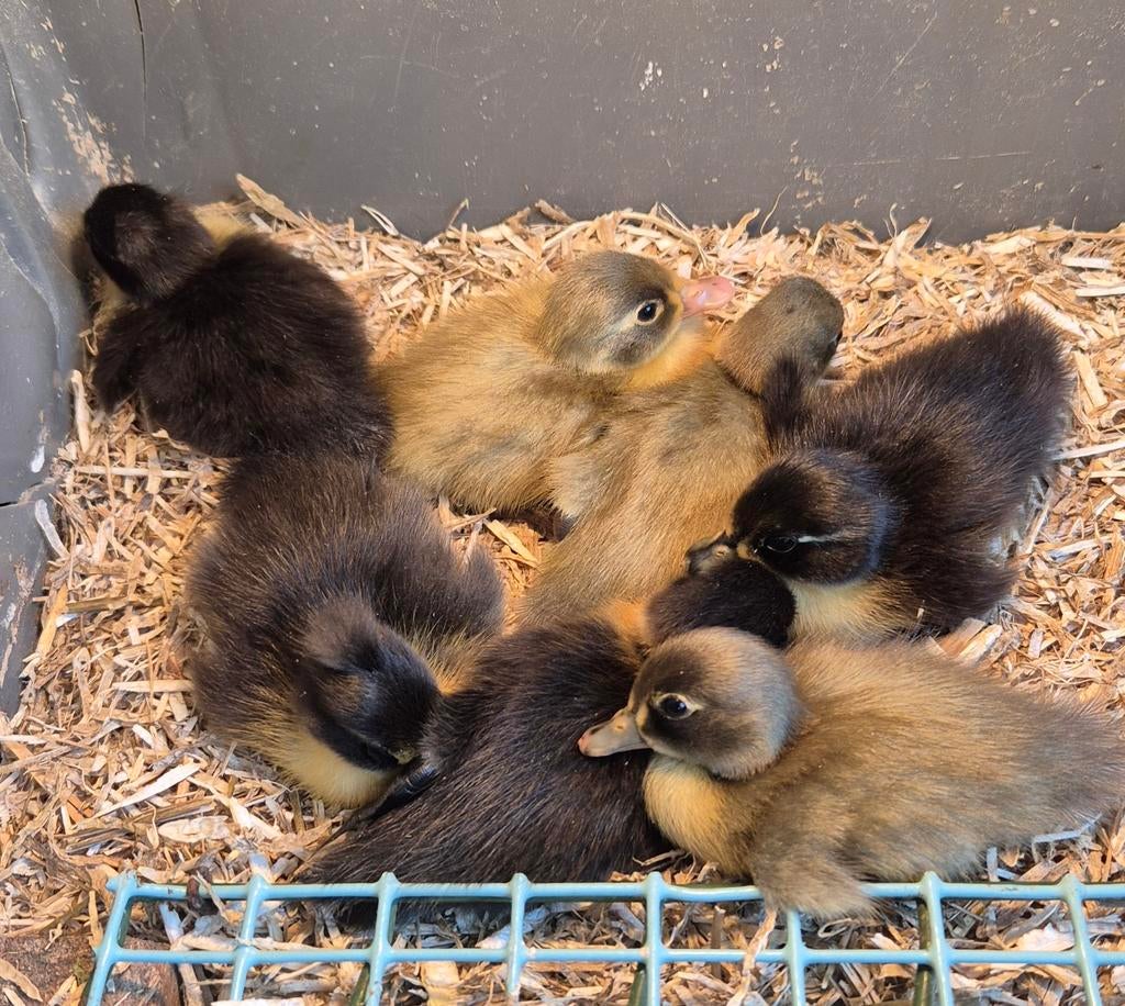 Jonge eendjes, Meerdere dieren, Eend