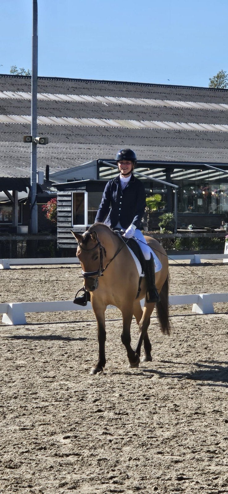 4 jarige D pony Valk, Dieren en Toebehoren, Pony's, Ruin, L, D pony (1.37m tot 1.48m), 3 tot 6 jaar, Met stamboom, Gechipt, Ontwormd