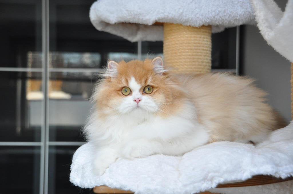 BKH meet Stamboom, Kater, Gechipt