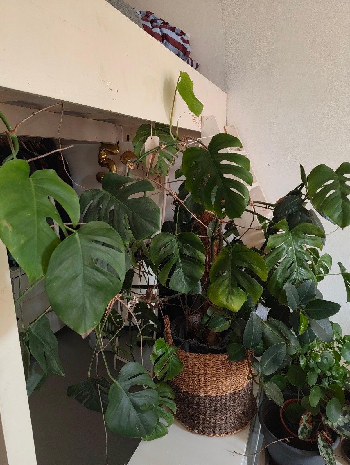 Grote en gezonde Monstera Deliciosa (150 cm) in pot, Ophalen, Overige soorten, Halfschaduw, In pot