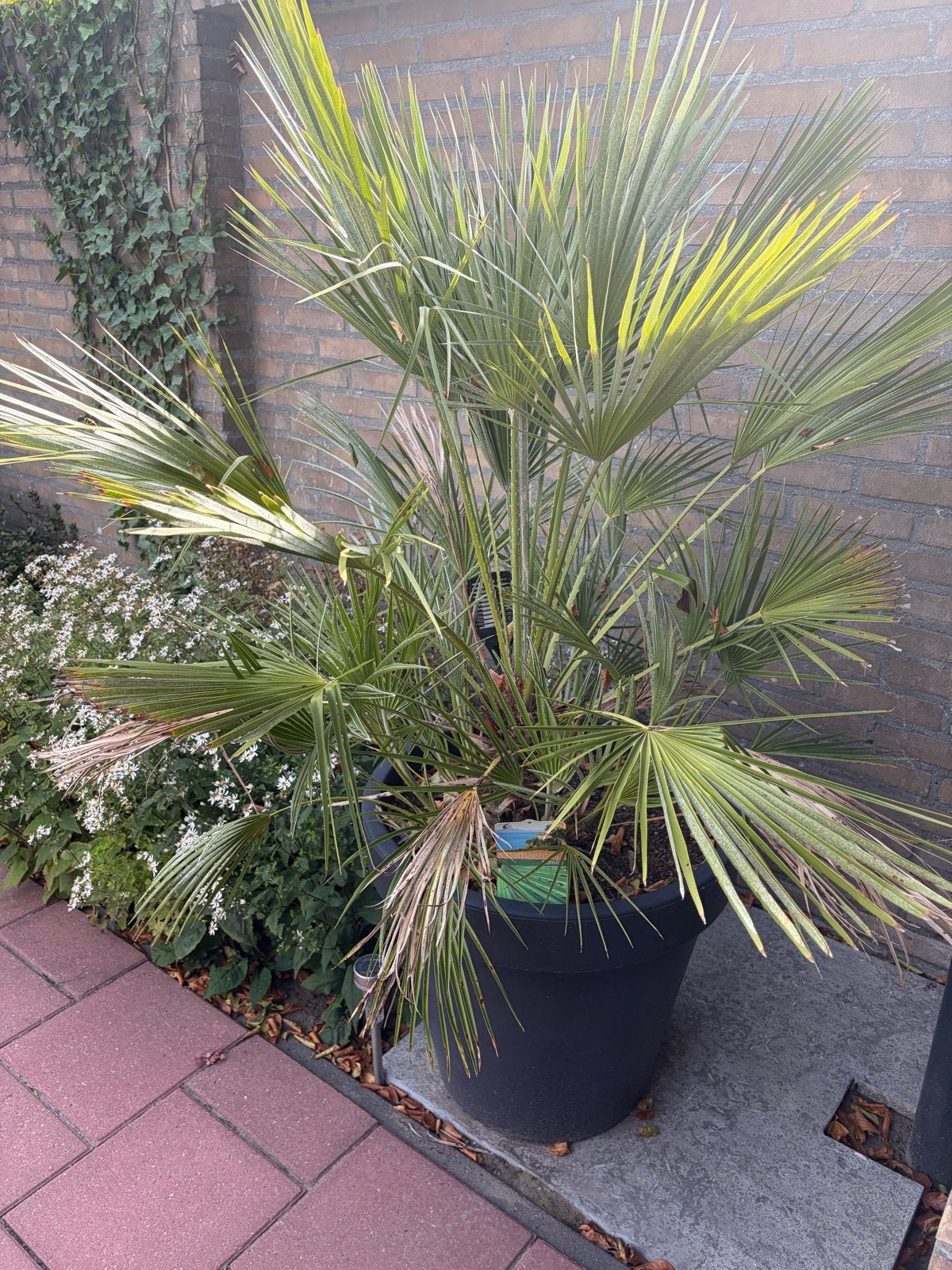 Chamaerops Humilis - Winterharde Dwergpalm in pot, Volle zon, Vaste plant, Bloeit niet, Ophalen