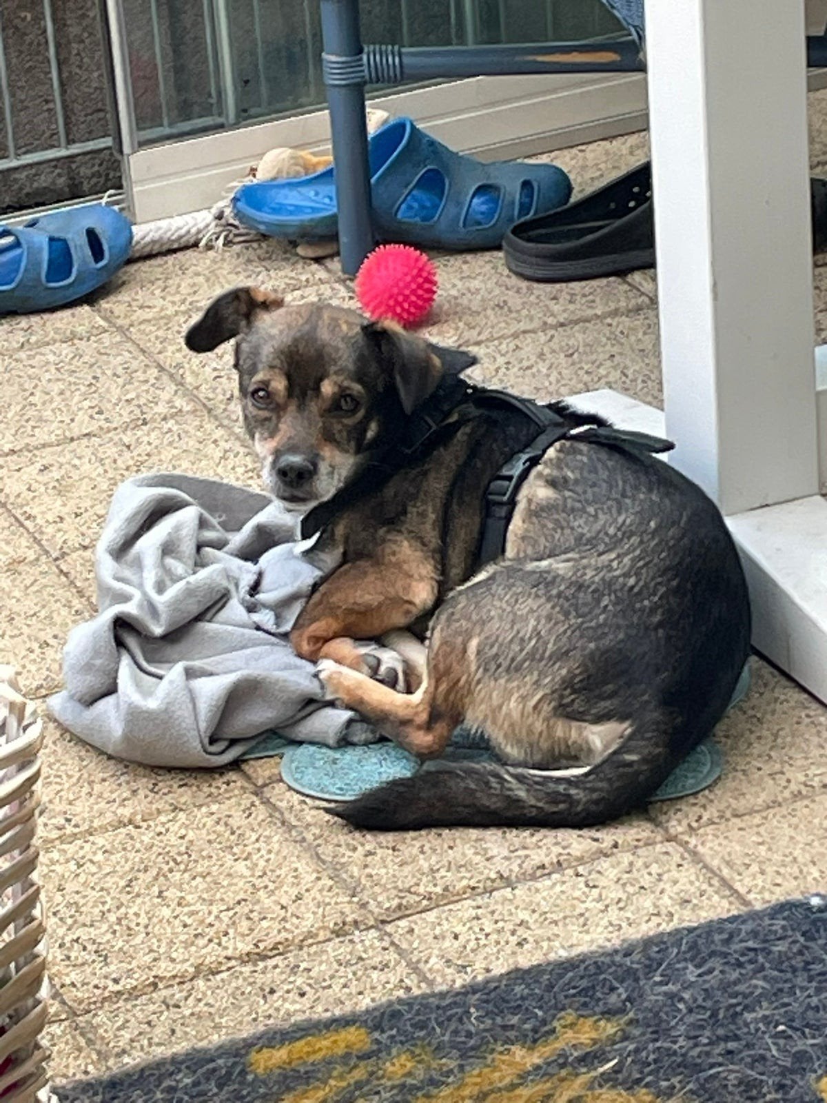 🐾🤎 MORIS – 7 JAAR… EN NOG STEEDS WACHT HIJ OP IEMAND, Dieren en Toebehoren, 6 jaar of ouder, Reu, Eén hond, Klein