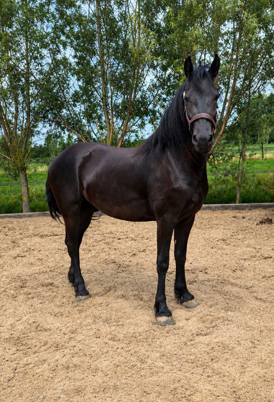 Friese, Merrie, Recreatiepaard, 0 tot 2 jaar