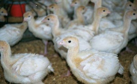Breedborst Kalkoenen [ WITTE], Meerdere dieren, Kalkoen