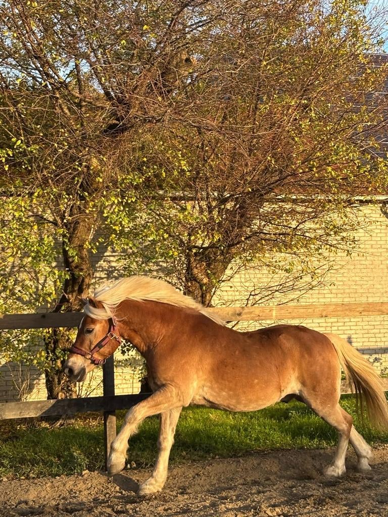 Haflinger ruin, Dieren en Toebehoren, Pony's, Met stamboom, Ruin, Dressuurpony, 11 jaar of ouder