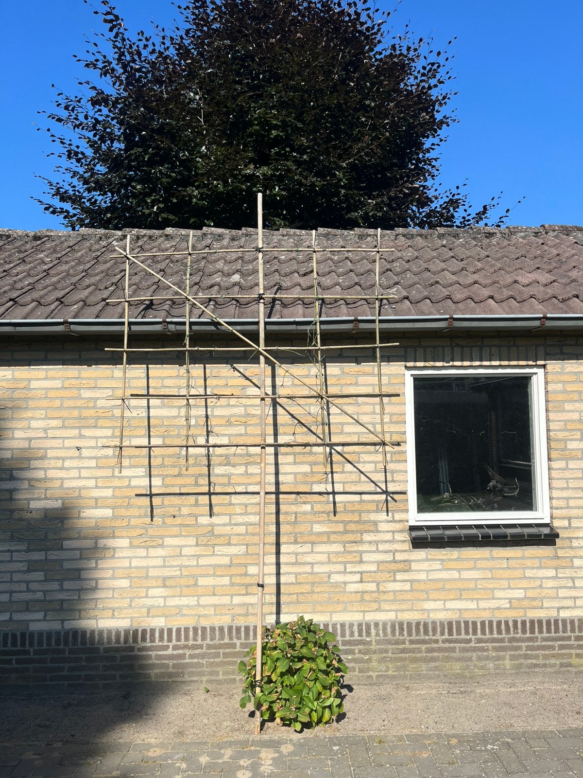 Te koop: bamboe klimrek frame leibomen, Tuin en Terras, Planten | Bomen, Ophalen, Bloeit niet, Leiboom, Halfschaduw