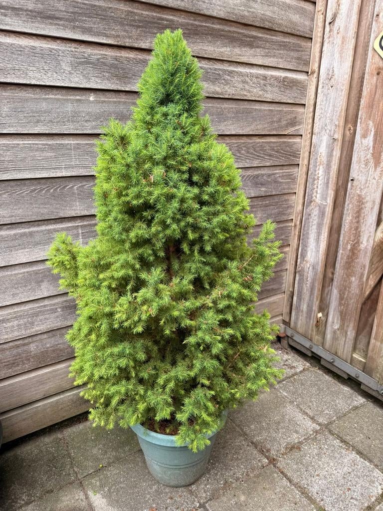 Picea conica kerstboom, Ophalen, Overige soorten, Minder dan 100 cm