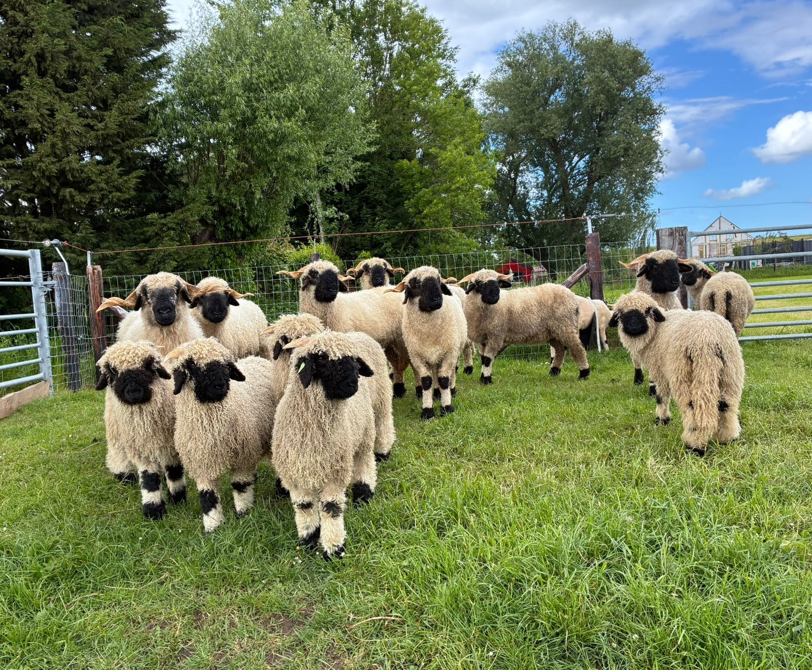 Walliser Schwarznase ram lammeren, Meerdere dieren, Schaap