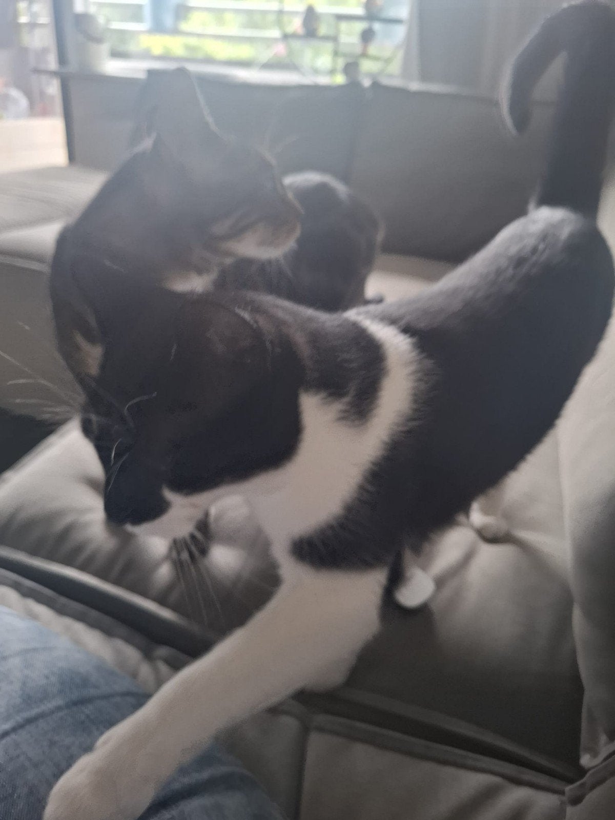 lieve jonge kat aangeboden, Kater