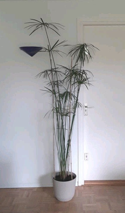 Papyrus in kunststof pot - ruim 2 meter - paraplu plant, Ophalen, 200 cm of meer