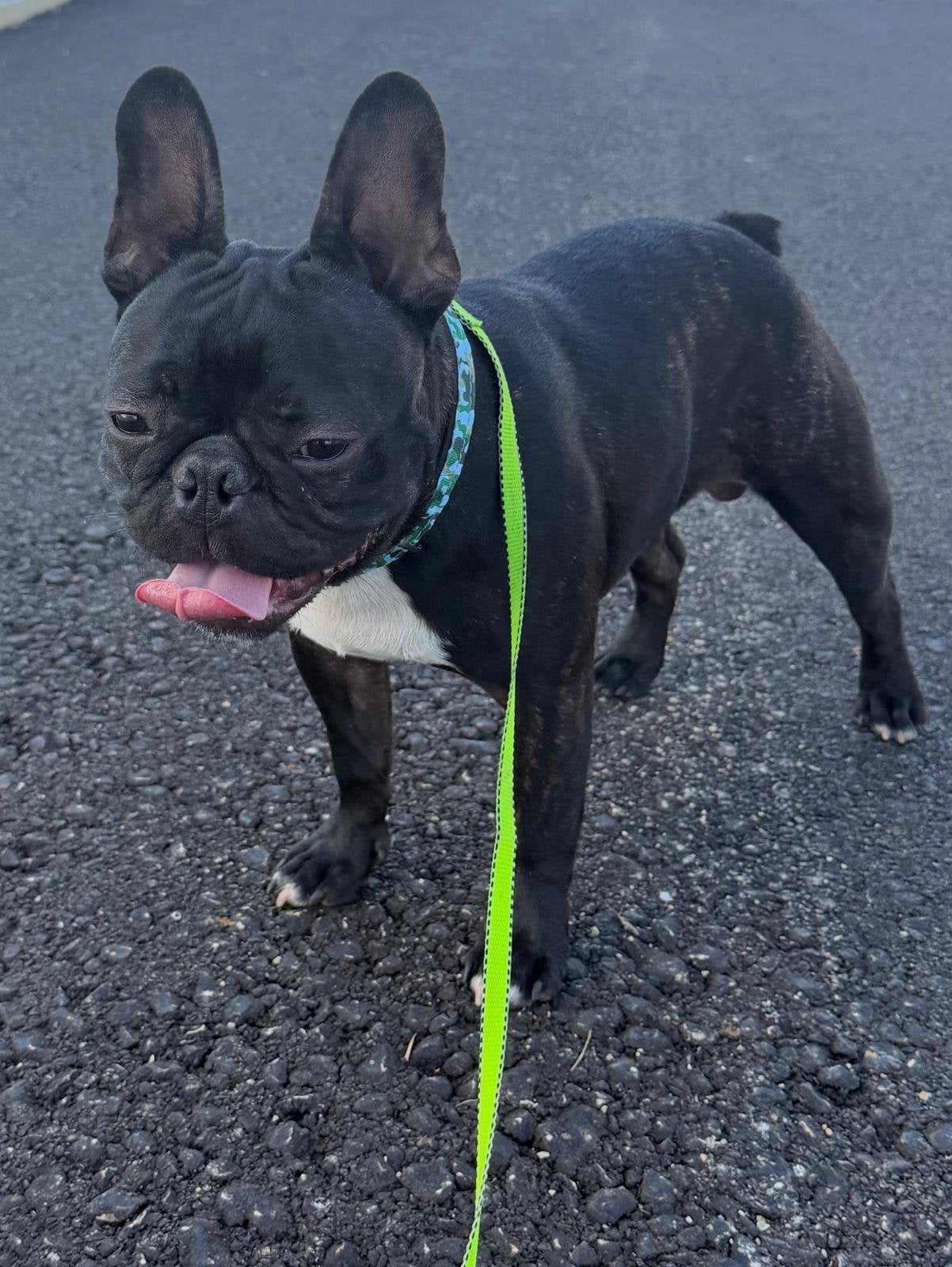 Franse bulldog reutje zoekt nieuw huisje, Reu, 1 tot 2 jaar, Bulldog, Eén hond