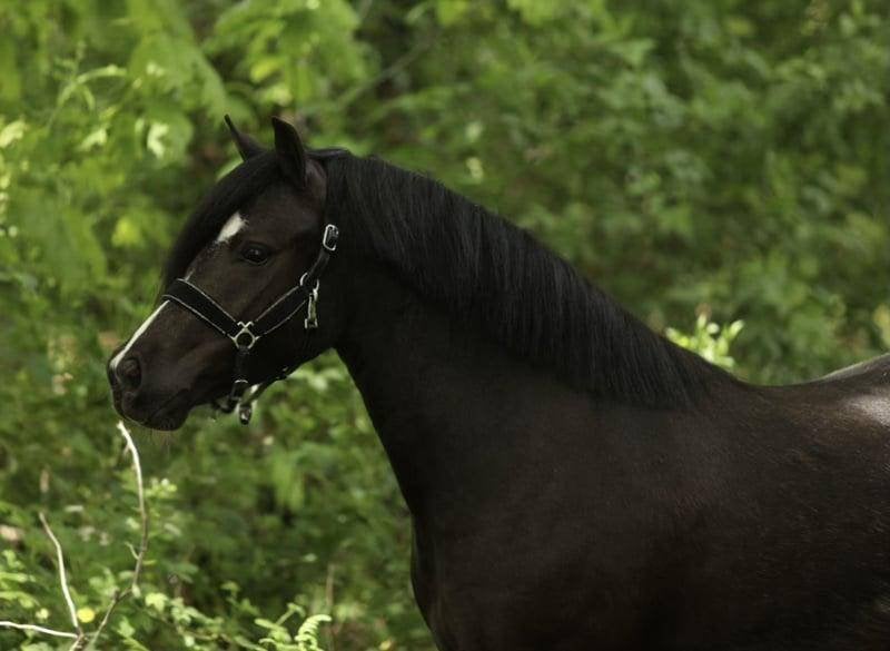 Prachtige en brave kinder welsh A pony, Dieren en Toebehoren, Merrie, A pony (tot 1.17m), 3 tot 6 jaar, Met stamboom