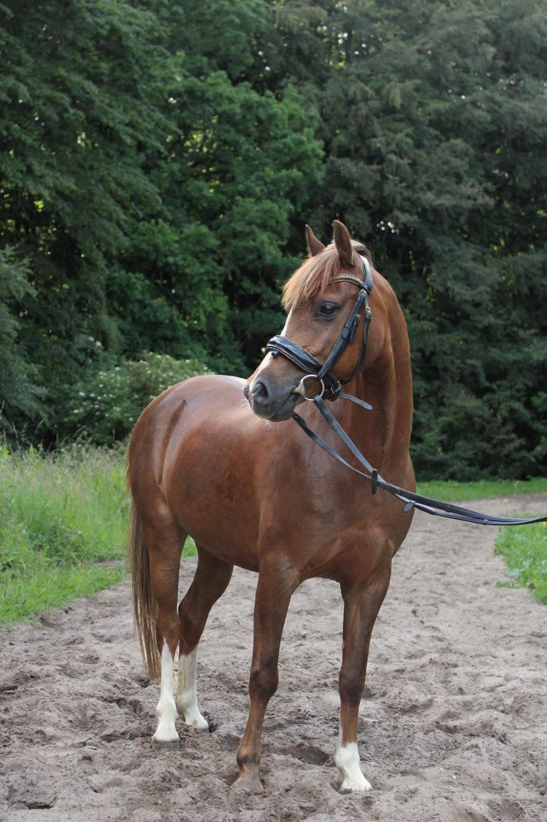Verlaagd in prijs ivm gewenste verkoop voor 1 juli, Merrie, Niet van toepassing, Springpony, C pony (1.27m tot 1.37m)