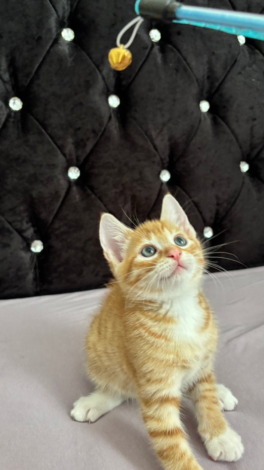 amerikaanse/europeese korthaar kittens, Dieren en Toebehoren, Meerdere dieren