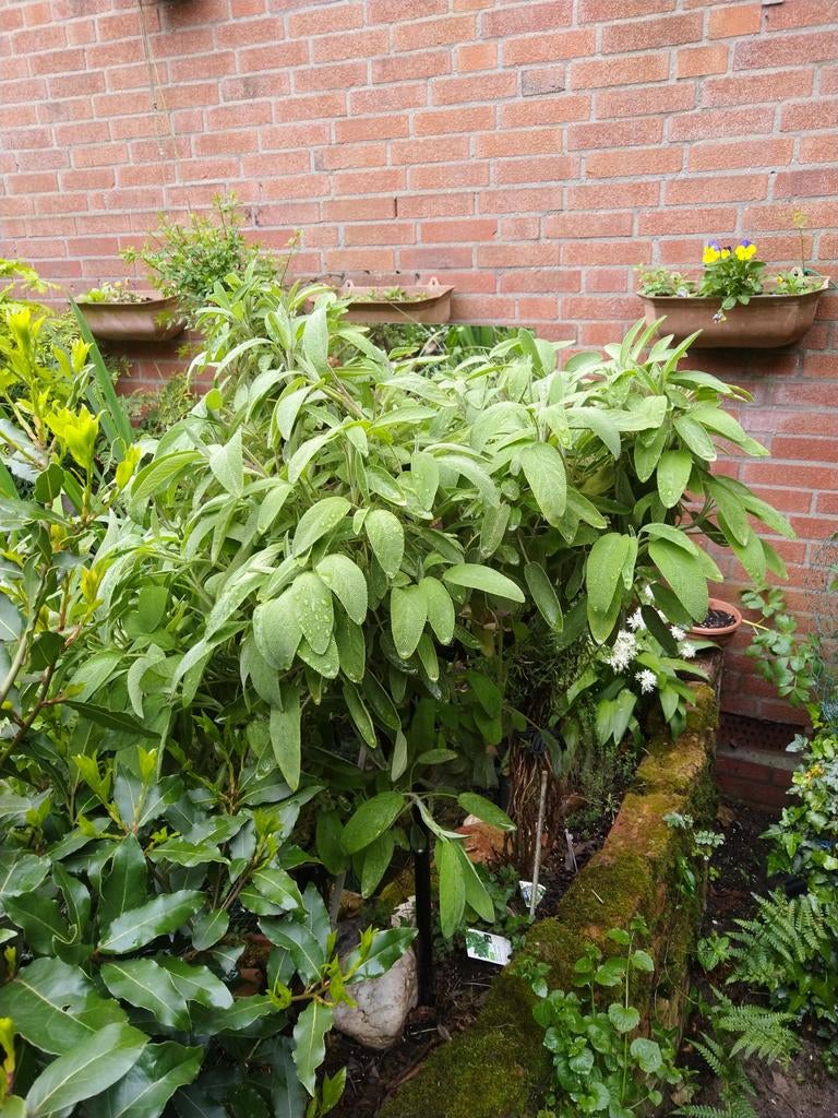 Salie vers uit eigen tuin, Ophalen, Overige soorten, Volle zon