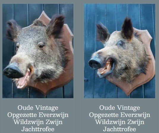 Oude Vintage Opgezette Everzwijn Wildzwijn Zwijn Jachttrofee, Ophalen of Verzenden, Gebruikt, Vogel, Opgezet dier