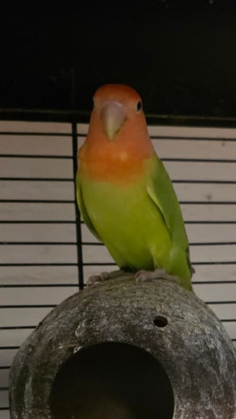Agapornis roseicolli pop, Dieren en Toebehoren, Vogels | Parkieten en Papegaaien, Vrouwelijk, Dwergpapegaai of Agapornis, Tam