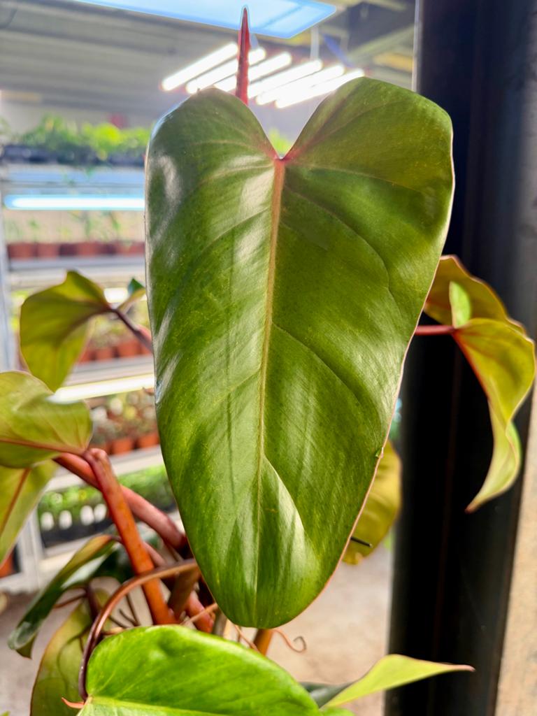 Philodendron 'Red Emerald' - 160cm hoog, Huis en Inrichting, Kamerplanten, Ophalen