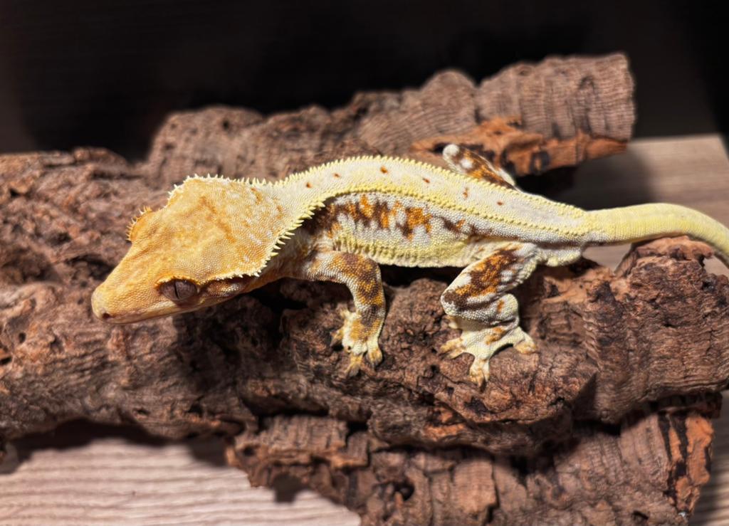 Tricolor lily white RTB man Crested Gecko - male for sale from MCF