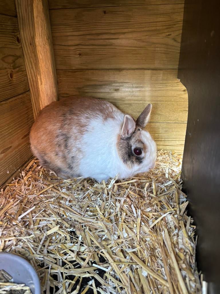 Konijntje Dwerg  mini 1 jaar oud voetster, Dieren en Toebehoren, Konijnen, Vrouwelijk, Dwerg, 0 tot 2 jaar