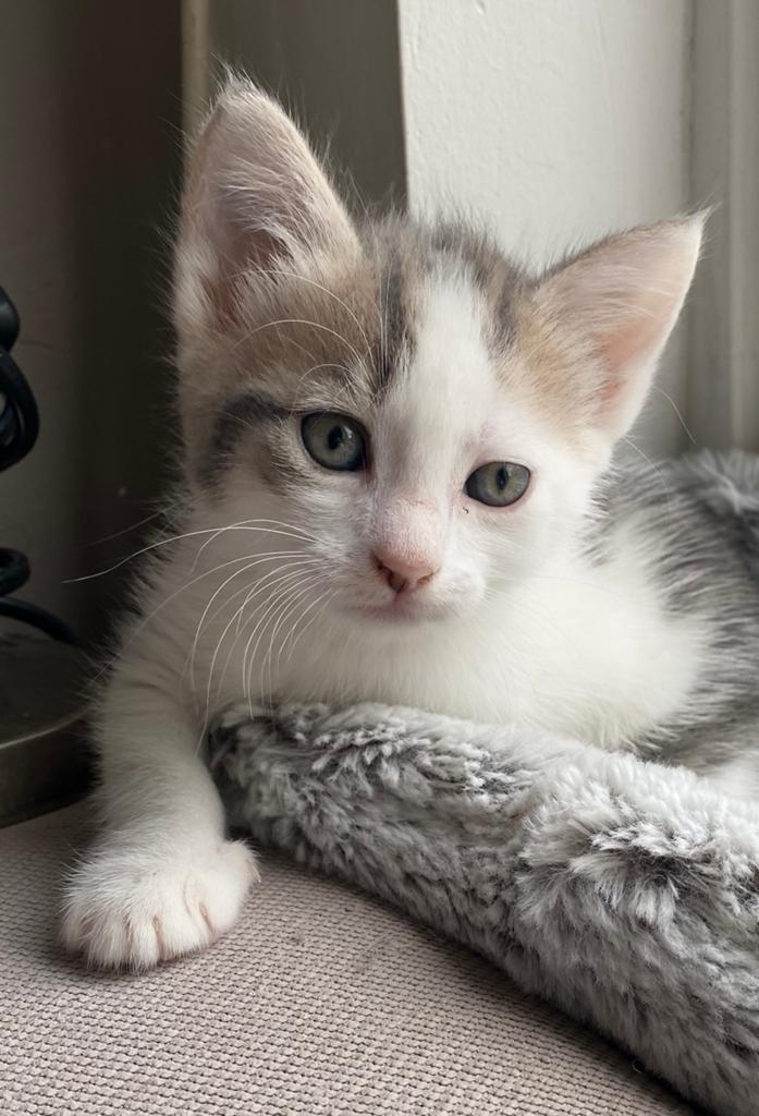 Kitten aangeboden (8 weken), Dieren en Toebehoren, Poes