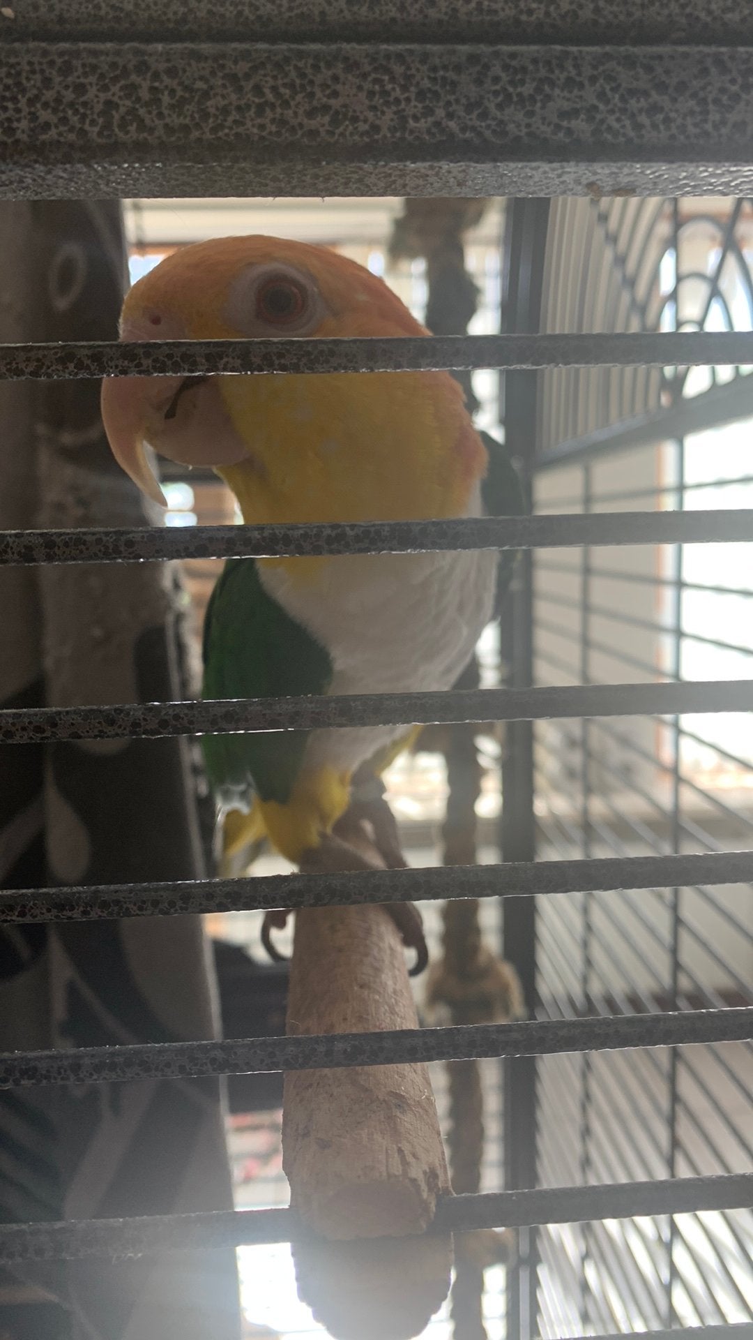 2mooie handtamme caique s, Meerdere dieren, Papegaai