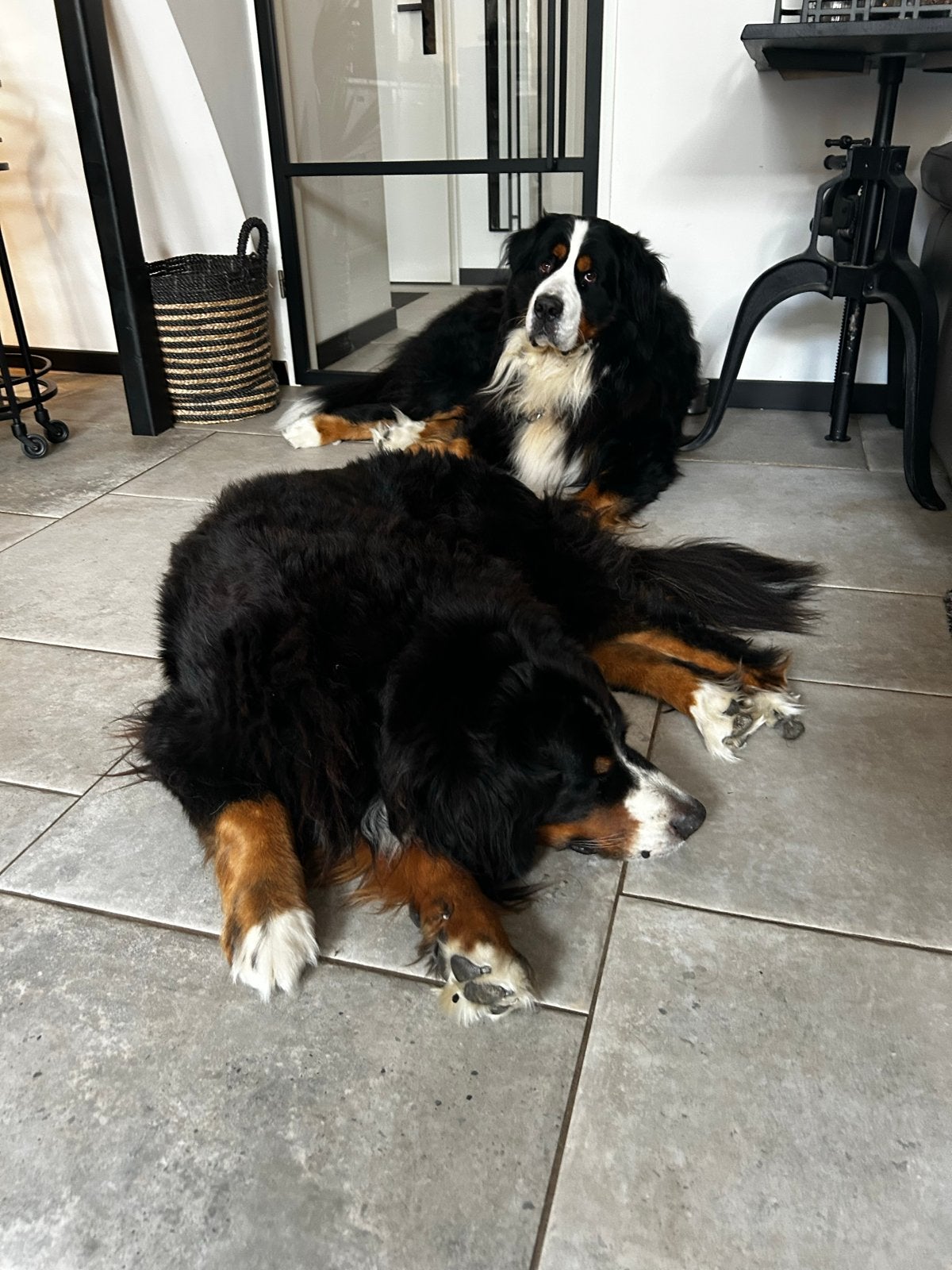 honden oppas aan huis, 6 jaar of ouder, Rabiës (hondsdolheid), Meerdere, Meerdere dieren