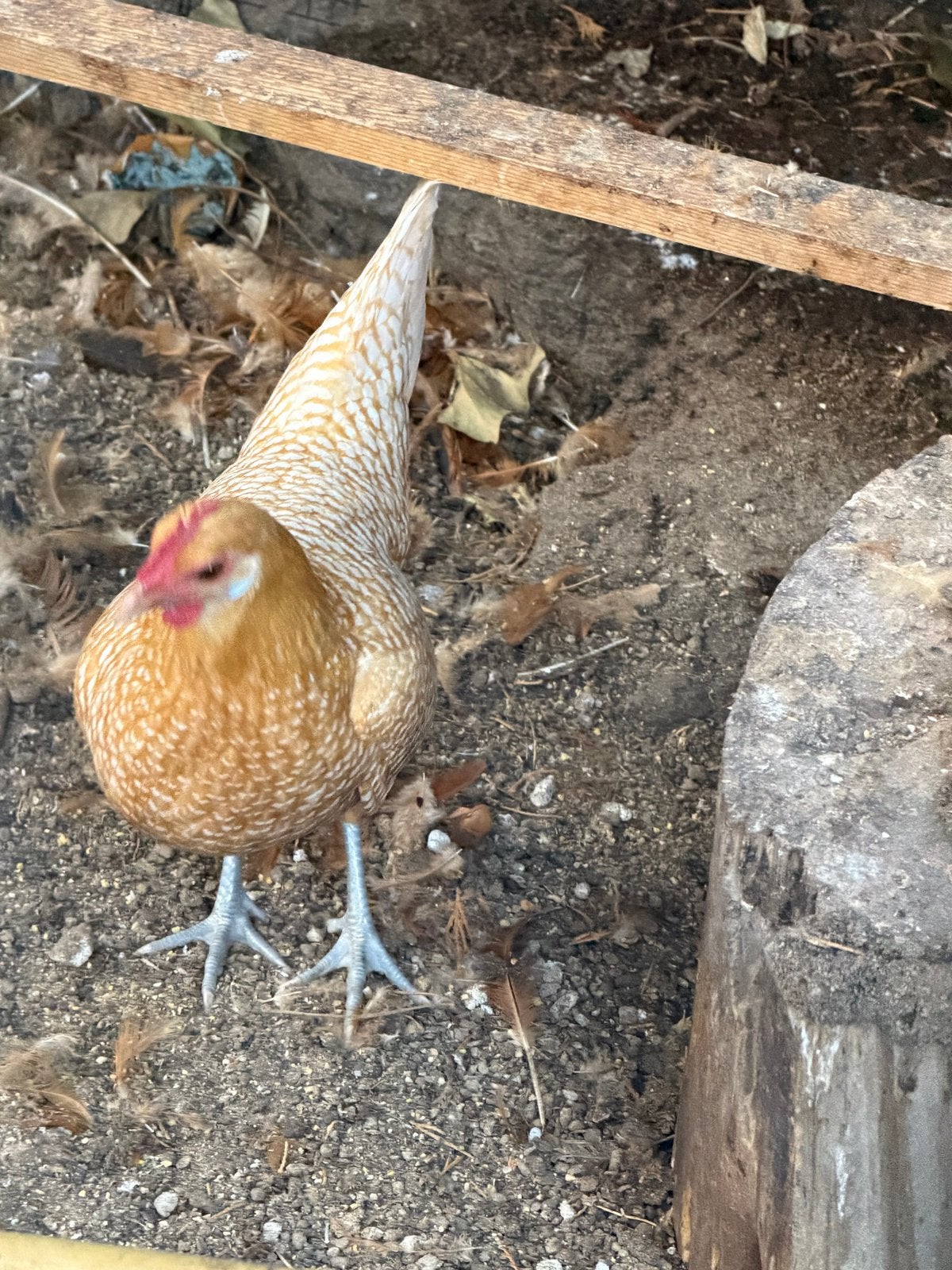 Friese hoen kriel te koop., Dieren en Toebehoren, Vrouwelijk, Kip